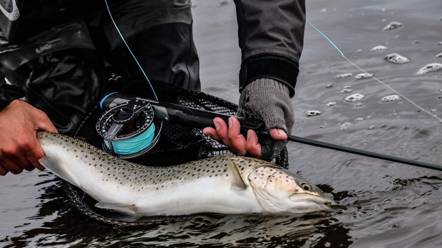 Sea Trout From The Limfjord[1]