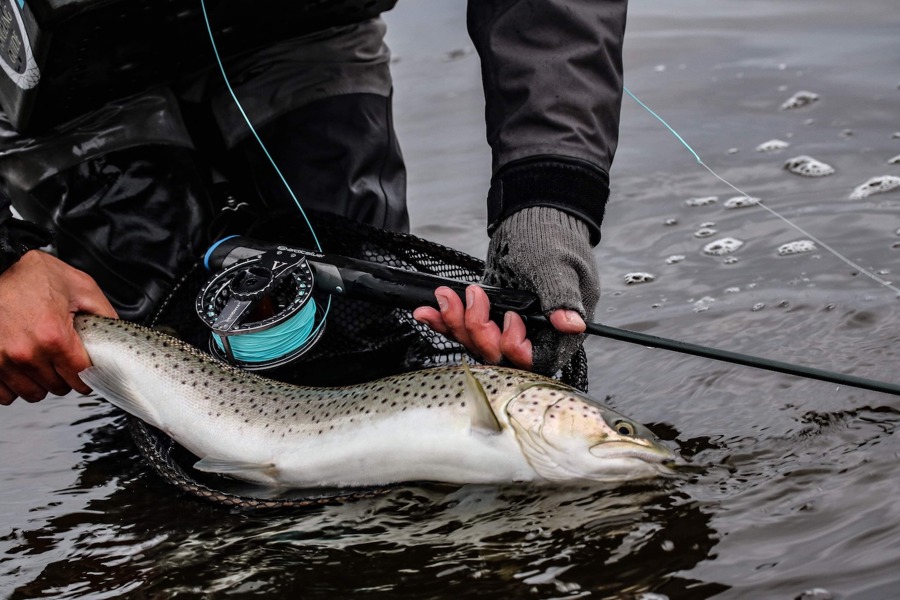 Sea Trout From The Limfjord[1]